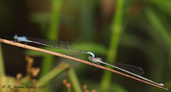 Enallagma daeckii, tandem pair